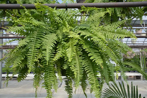 Low Light Hanging Plants