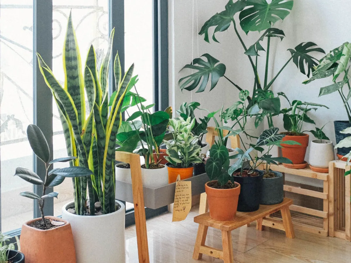 Best Plants For Air Purification