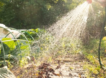 Why Outdoor Plant Leaves Turn Yellow