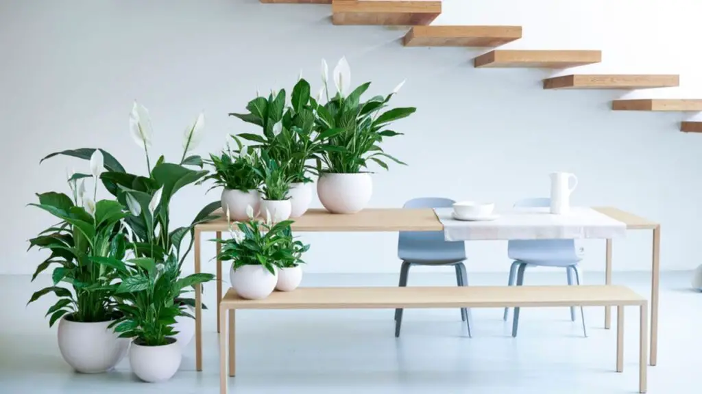 Table Top Plants