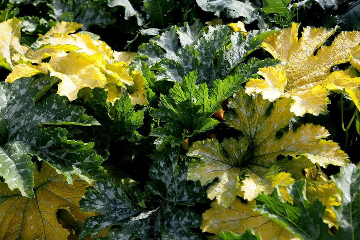 Why Outdoor Plant Leaves Turn Yellow