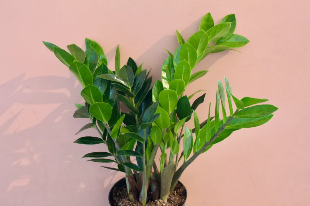 Best Plants for Your Office