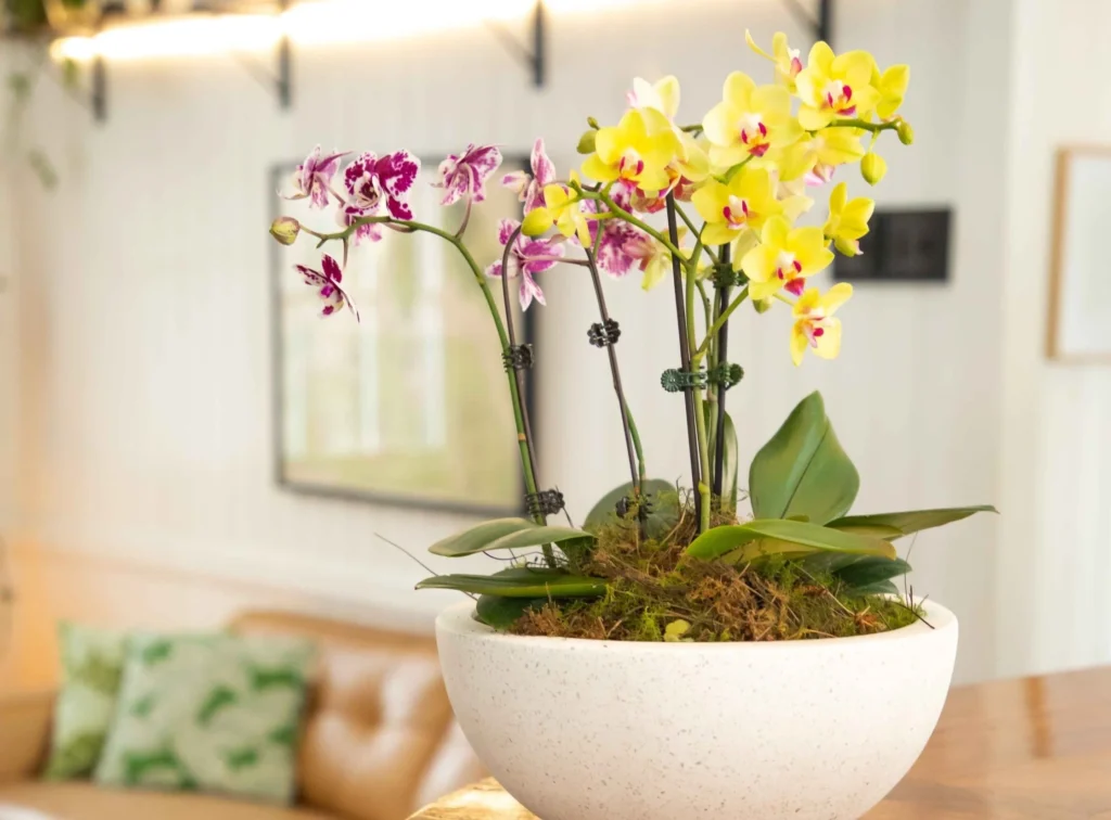 Indoor Flowering Plants