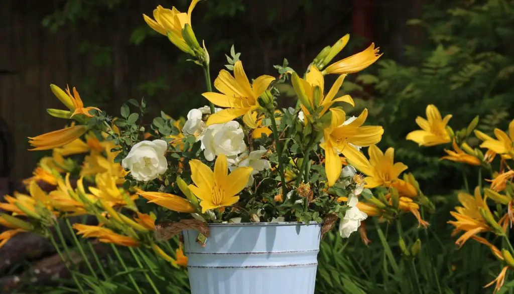 Impossible to Kill Outdoor Plants