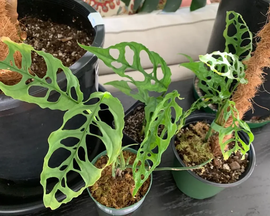 Best Rare Houseplants