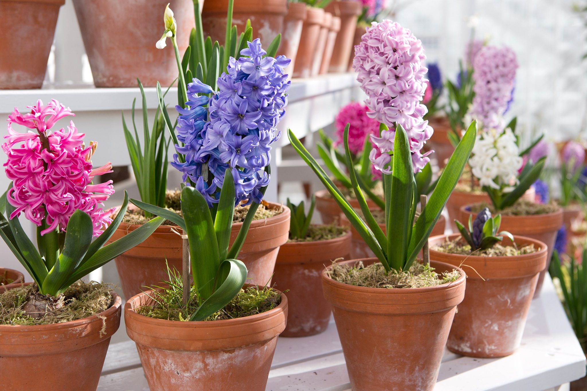 Best Autumn Flowering Bulbs