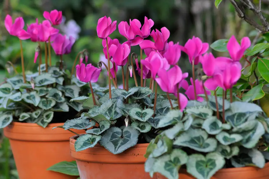 Best Winter Plants for Pots
