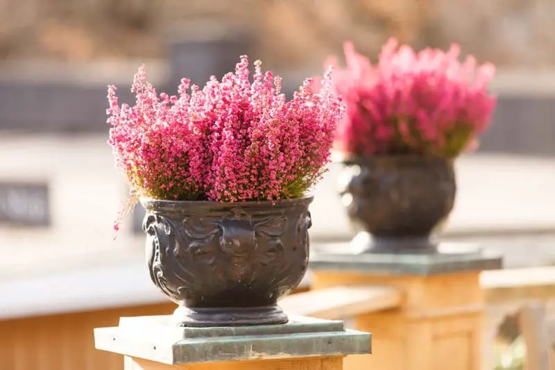 Best Winter Plants for Pots