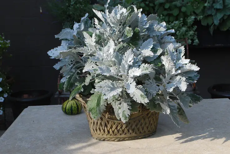 Best Winter Plants for Pots