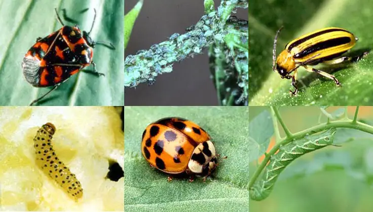 Homemade Pesticides for Flowering Plants