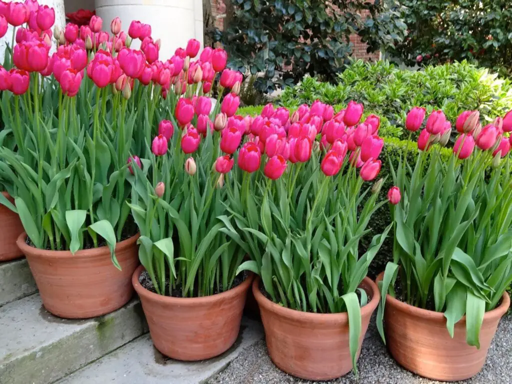 Best Spring Flowers Plants
