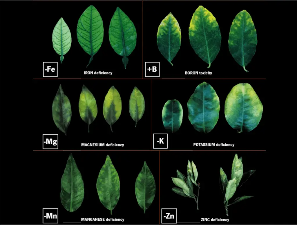 Lemon Tree Leaves Curling Inward