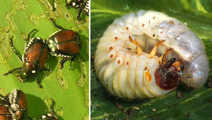 Control Japanese Beetles in Your Lawn and Garden