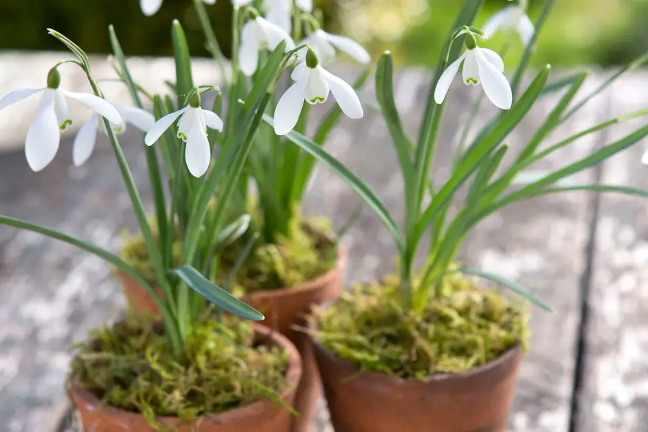 Best Winter Plants for Pots