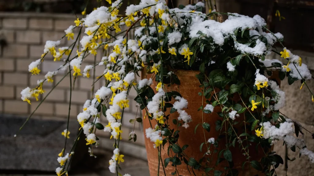 Best Winter Plants for Pots