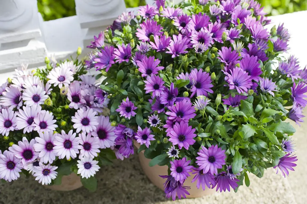Best Summer Plants for Pots
