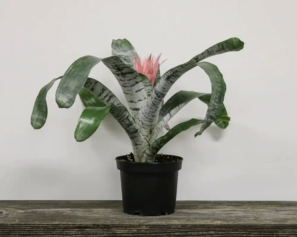 Low-Maintenance Indoor Plants