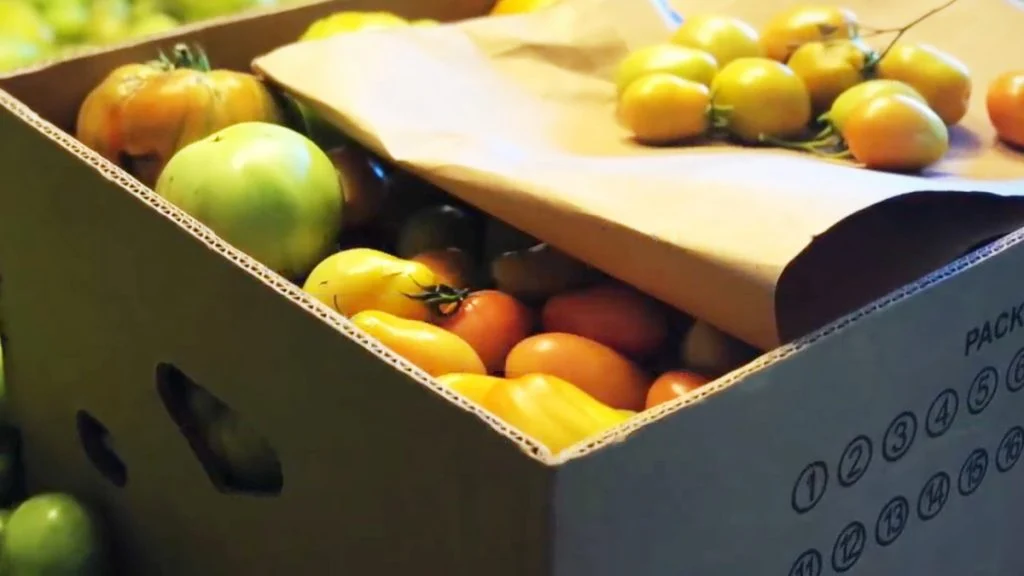 Ripen Green Tomatoes Indoors