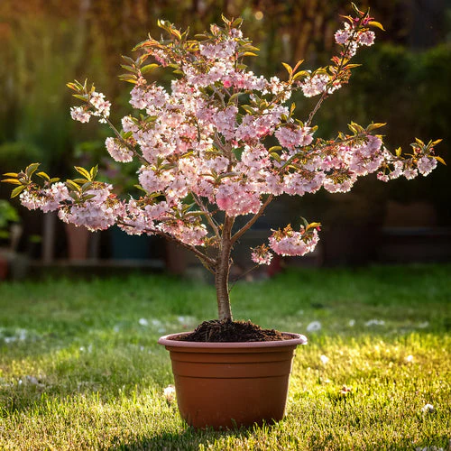Best Spring Flowers Plants