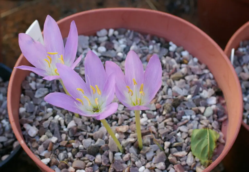 Best Autumn Flowering Bulbs