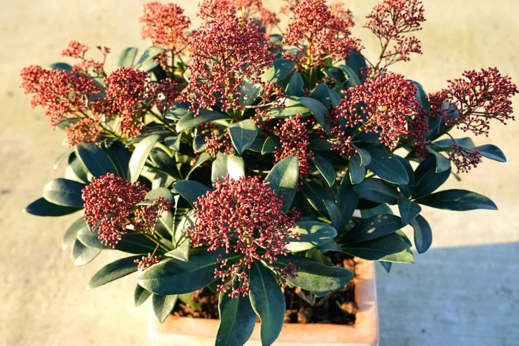 Best Winter Plants for Pots