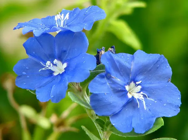 Best Summer Plants for Pots