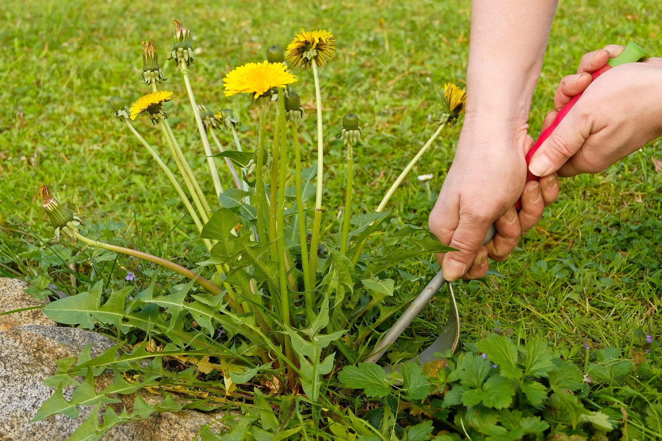 Get Rid of Dandelions in Your Lawn