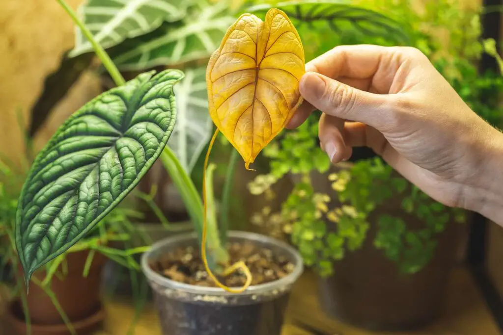 Best Rare Houseplants