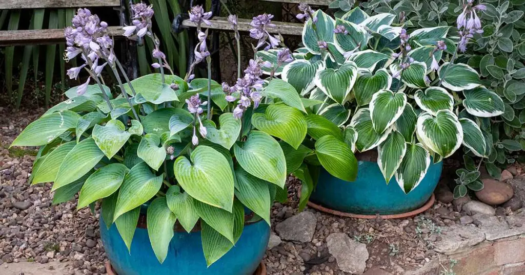 Impossible to Kill Outdoor Plants