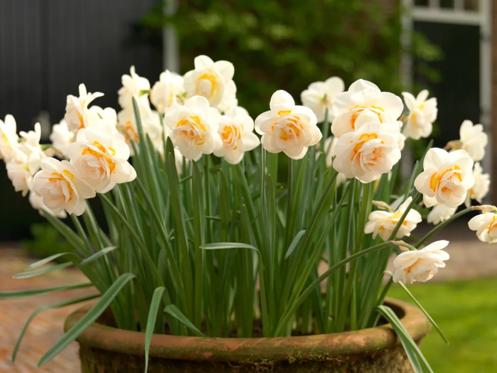 Best Spring Flowers Plants
