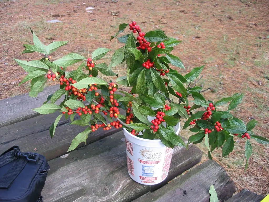 Best Winter Plants for Pots
