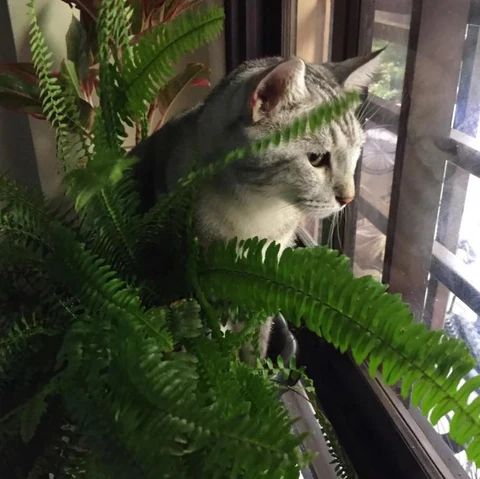 Pet-Friendly Plants