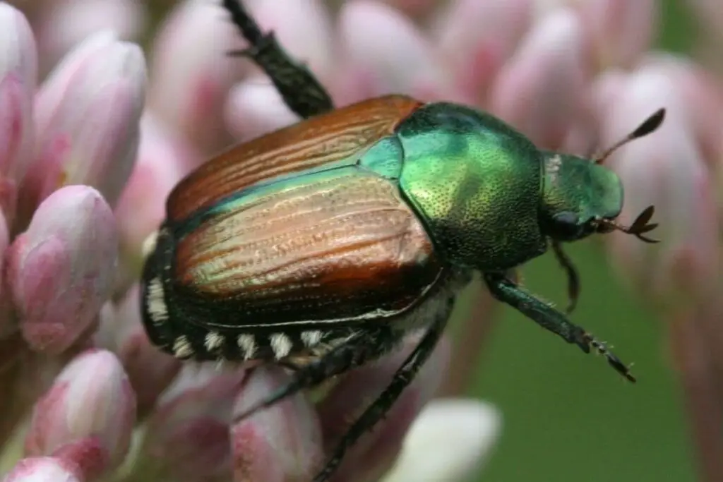 Control Japanese Beetles in Your Lawn and Garden