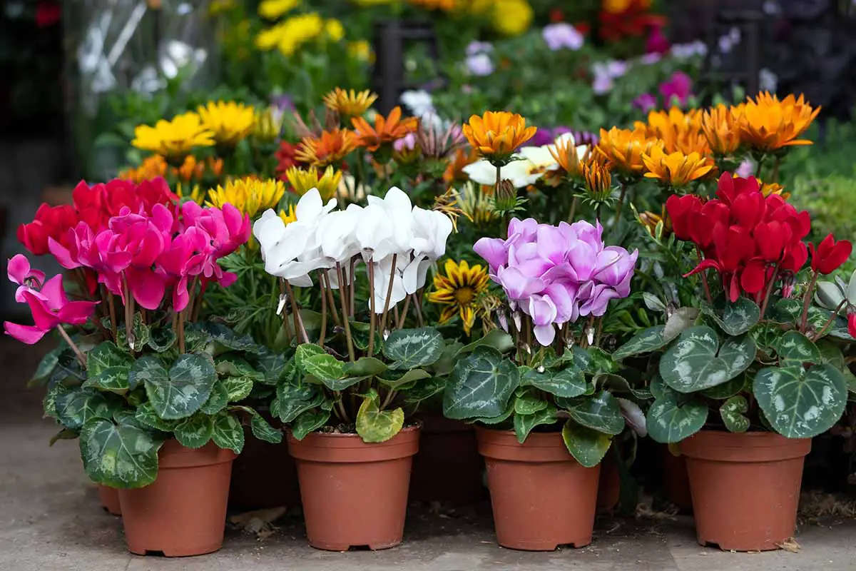 Best Spring Flowers Plants