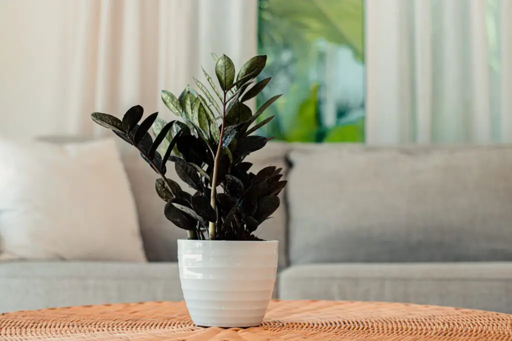 Low-Maintenance Indoor Plants