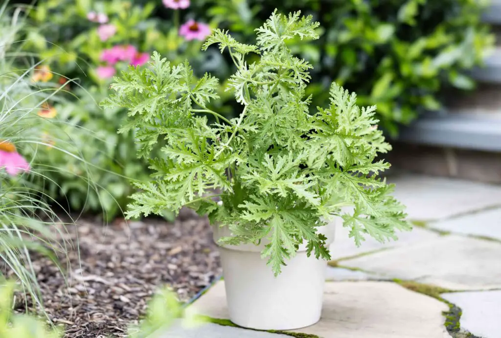 Bee Repelling Plants