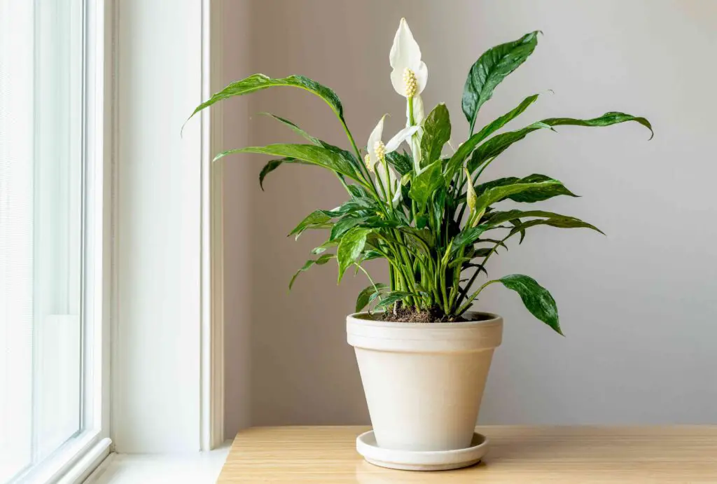Indoor Flowering Plants