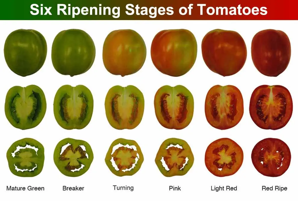 Ripen Green Tomatoes Indoors