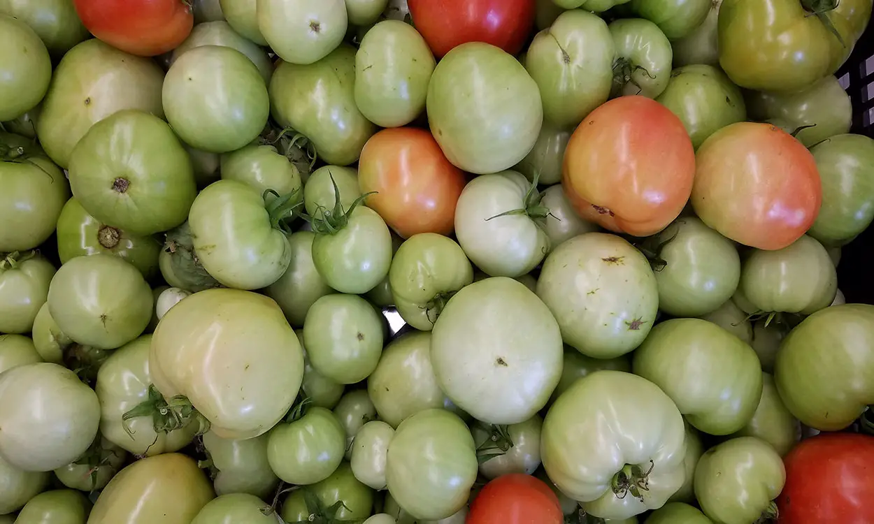 Ripen Green Tomatoes Indoors