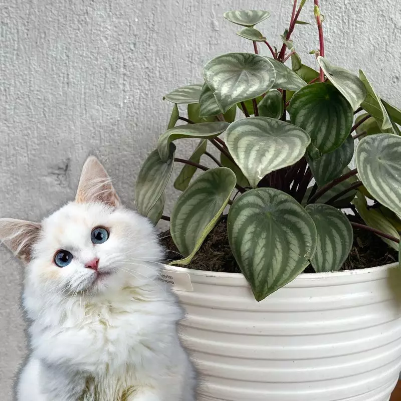 Pet-Friendly Plants