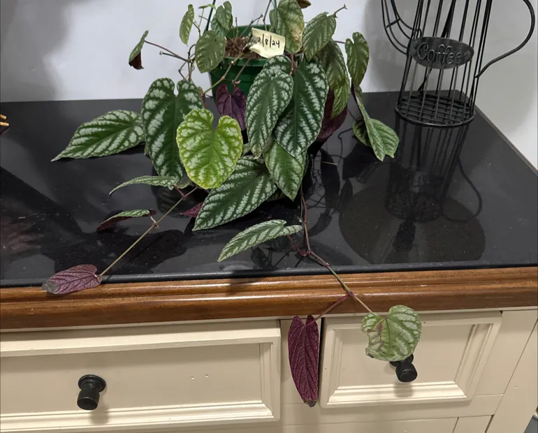 Low-Maintenance Indoor Plants