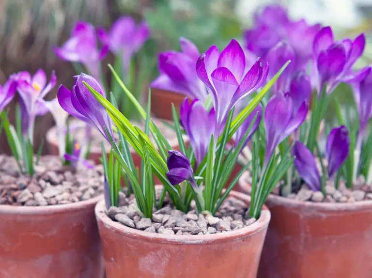 Best Autumn Flowering Bulbs