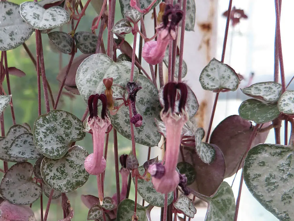 Low-Maintenance Indoor Plants