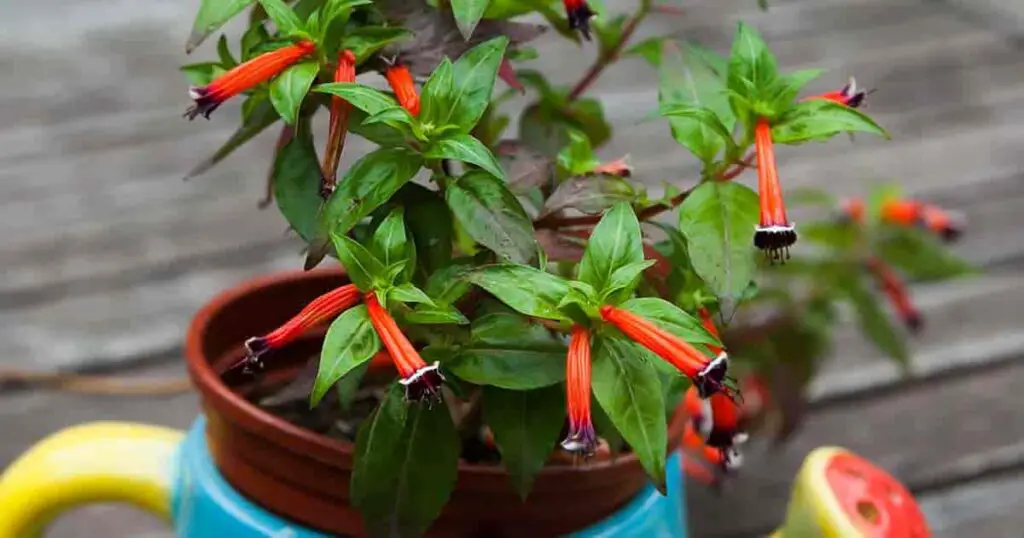 Best Summer Plants for Pots