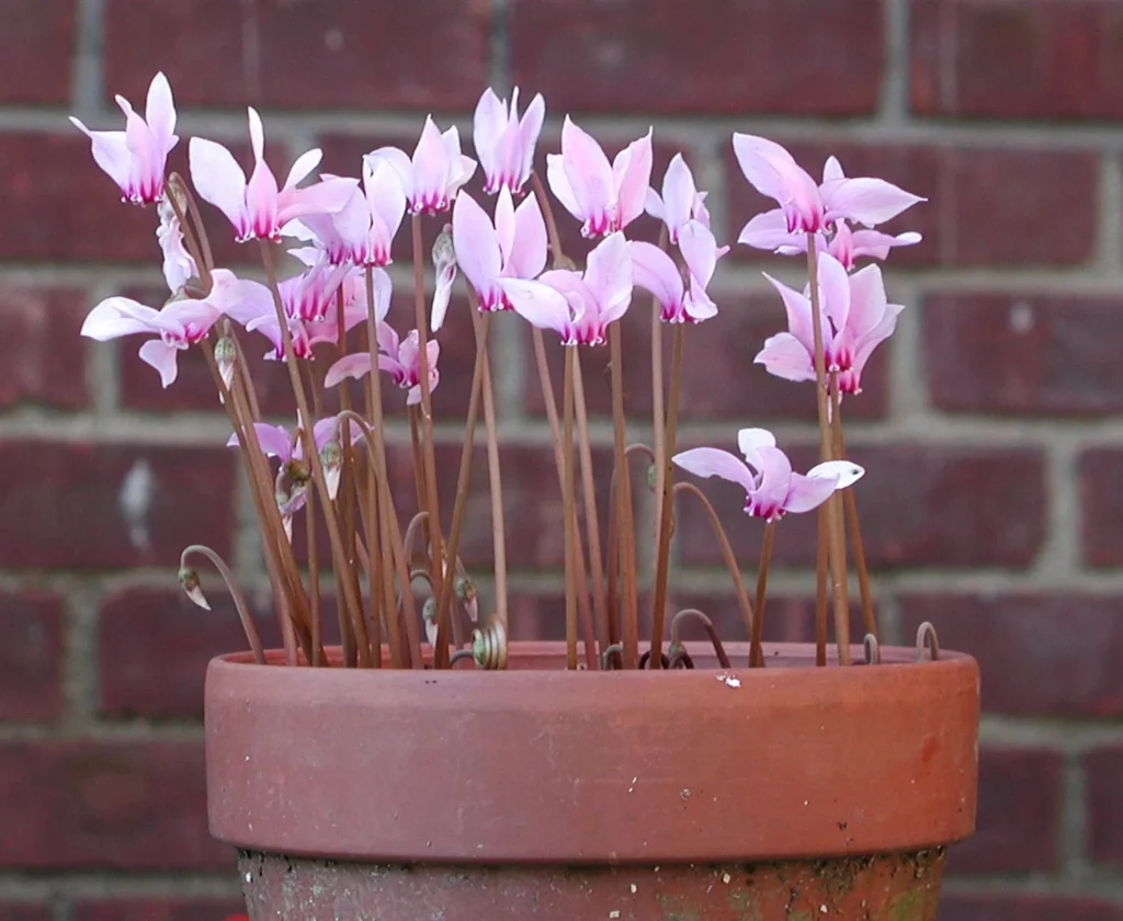 Best Autumn Flowering Bulbs