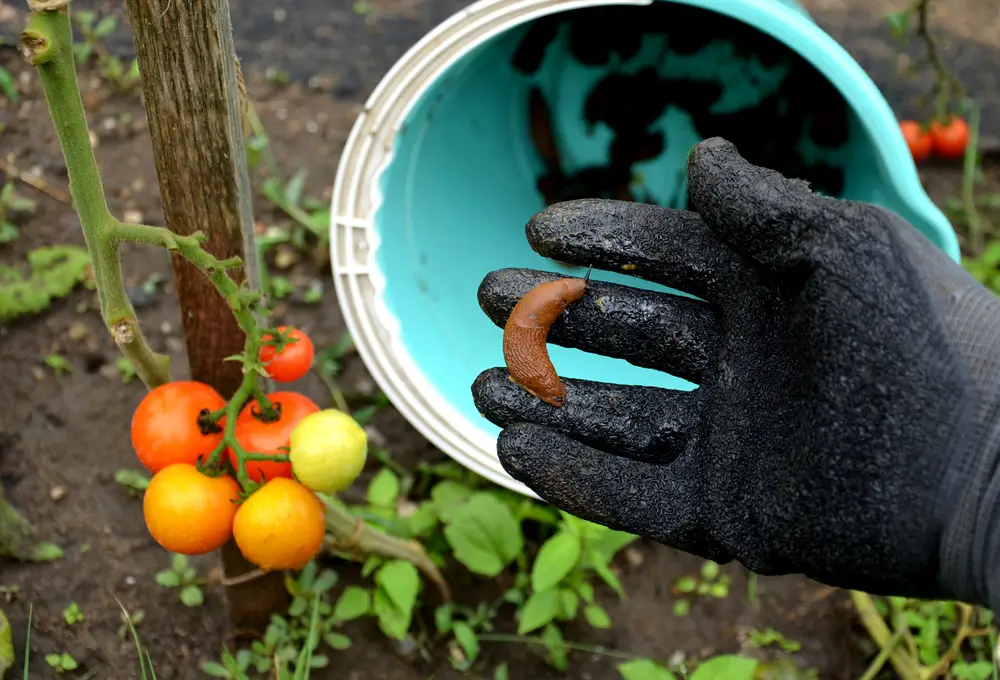 Get Rid Of Slugs In The Garden