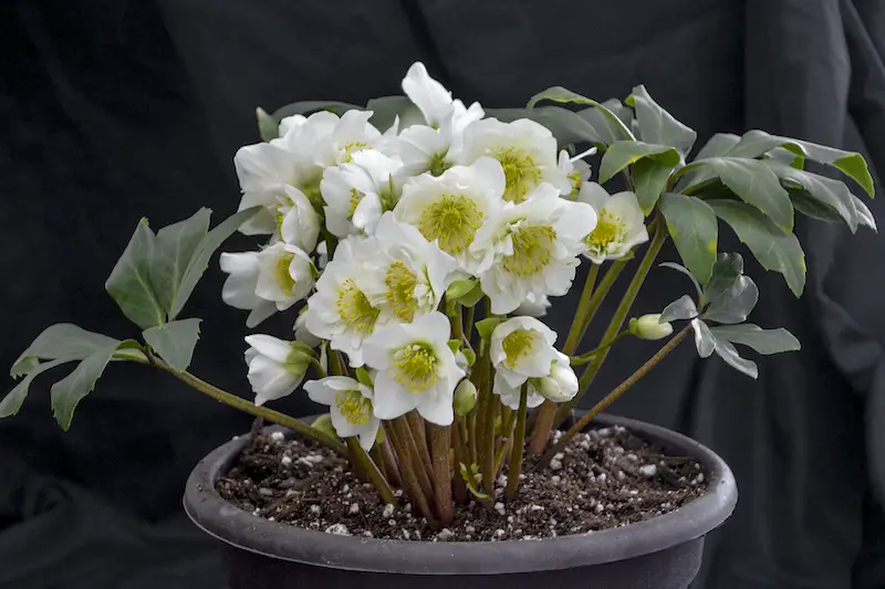 Best Winter Plants for Pots