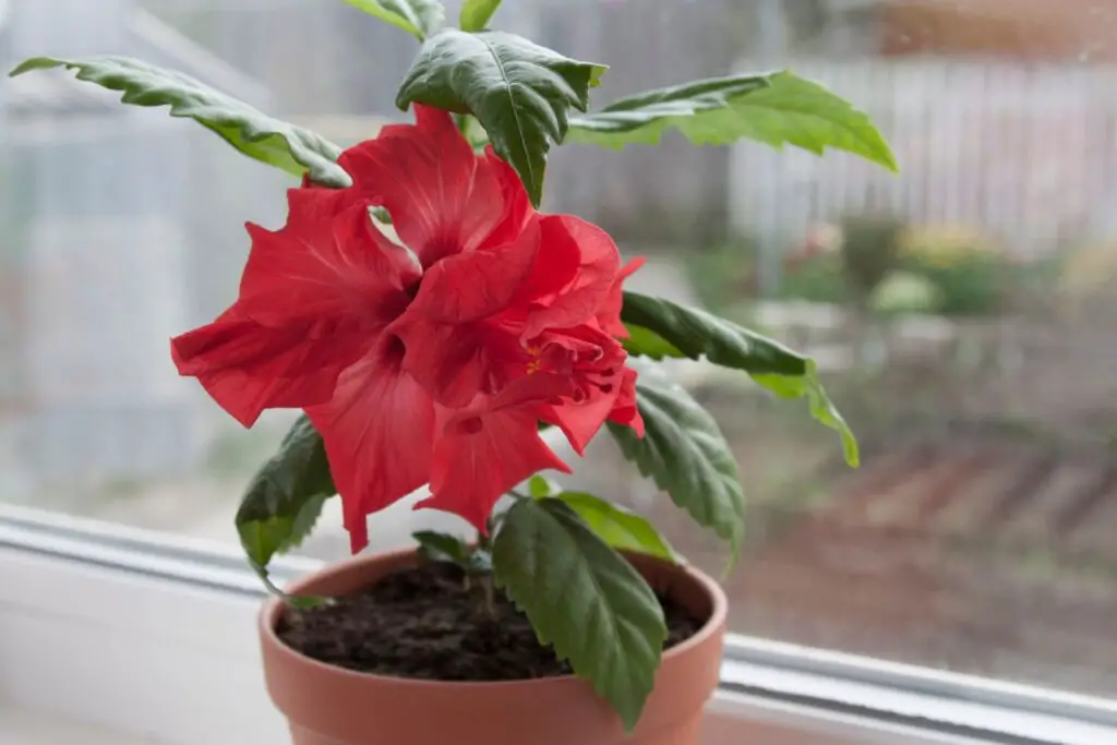 Indoor Flowering Plants