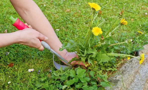 Get Rid of Dandelions in Your Lawn
