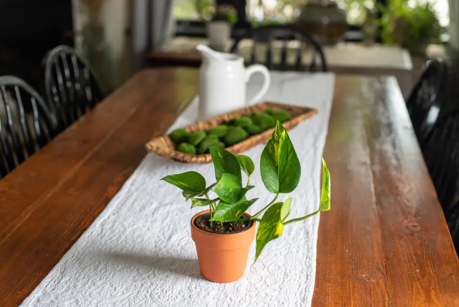 Top Tidy Dining Table Plants